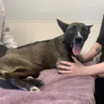 Capri - mixed breed puppy