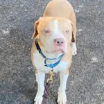 Carmen 7yo Pitbull