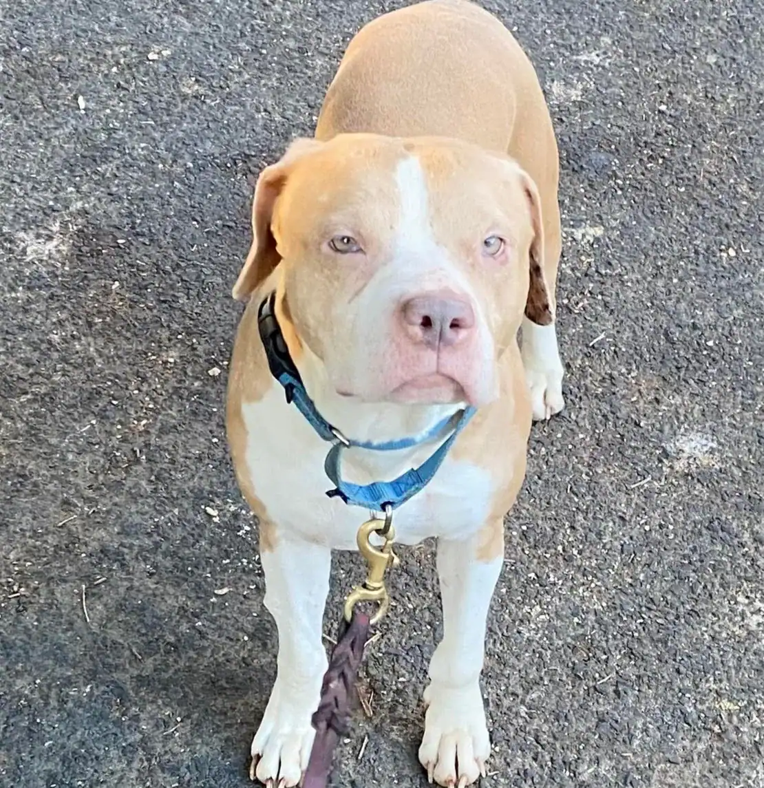 Carmen 7yo Pitbull