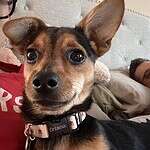 Nugget - young chihuahua