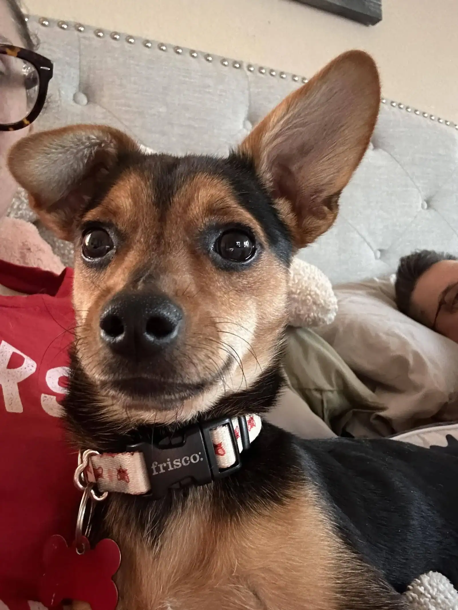 Nugget - young chihuahua