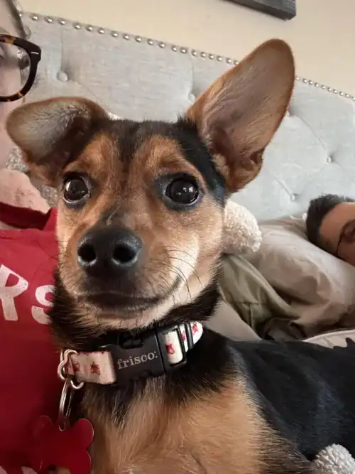 Nugget - young chihuahua
