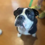 Princess Buttercup - Bulldog mix