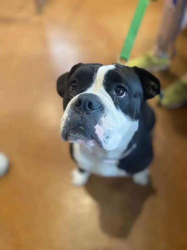 Princess Buttercup - Bulldog mix