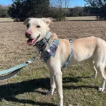 Hans - 7mo yellow lab mix