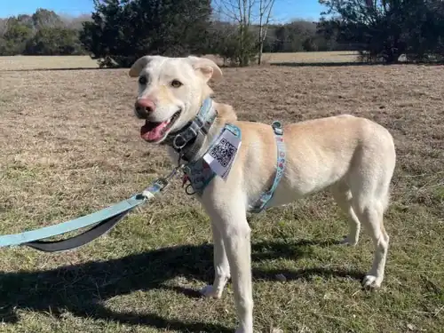 Hans - 7mo yellow lab mix