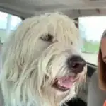 Isabel - Shepherd/Doodle/Terrier Mix
