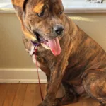Tiger Jack - 2.5yo Pit Mix