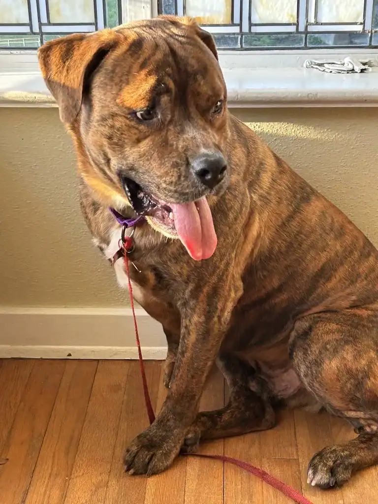 Tiger Jack - 2.5yo Pit Mix