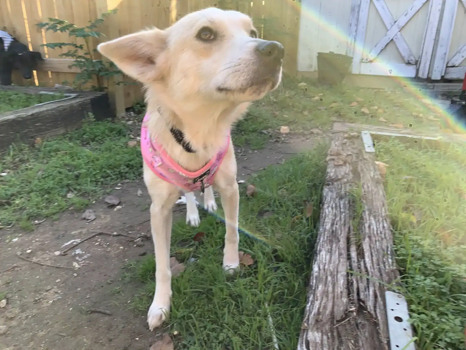 Adopt Penny - Border Collie Mix