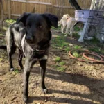 Punky Brewster - Collie Mix