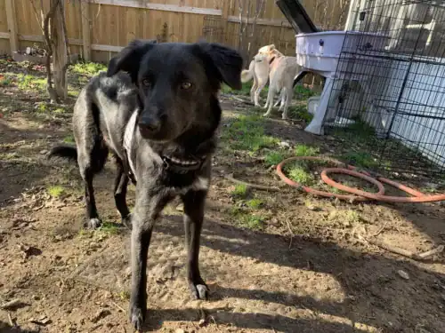 Punky Brewster - Collie Mix