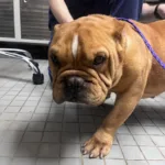 Slippery Pete -English/French Bulldog Mix