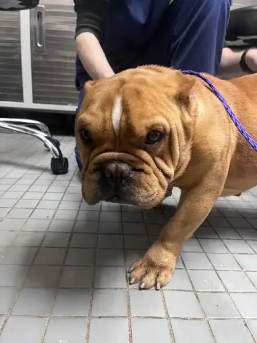 Slippery Pete -English/French Bulldog Mix