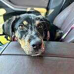 Gypsy - Australian Cattle Dog puppy