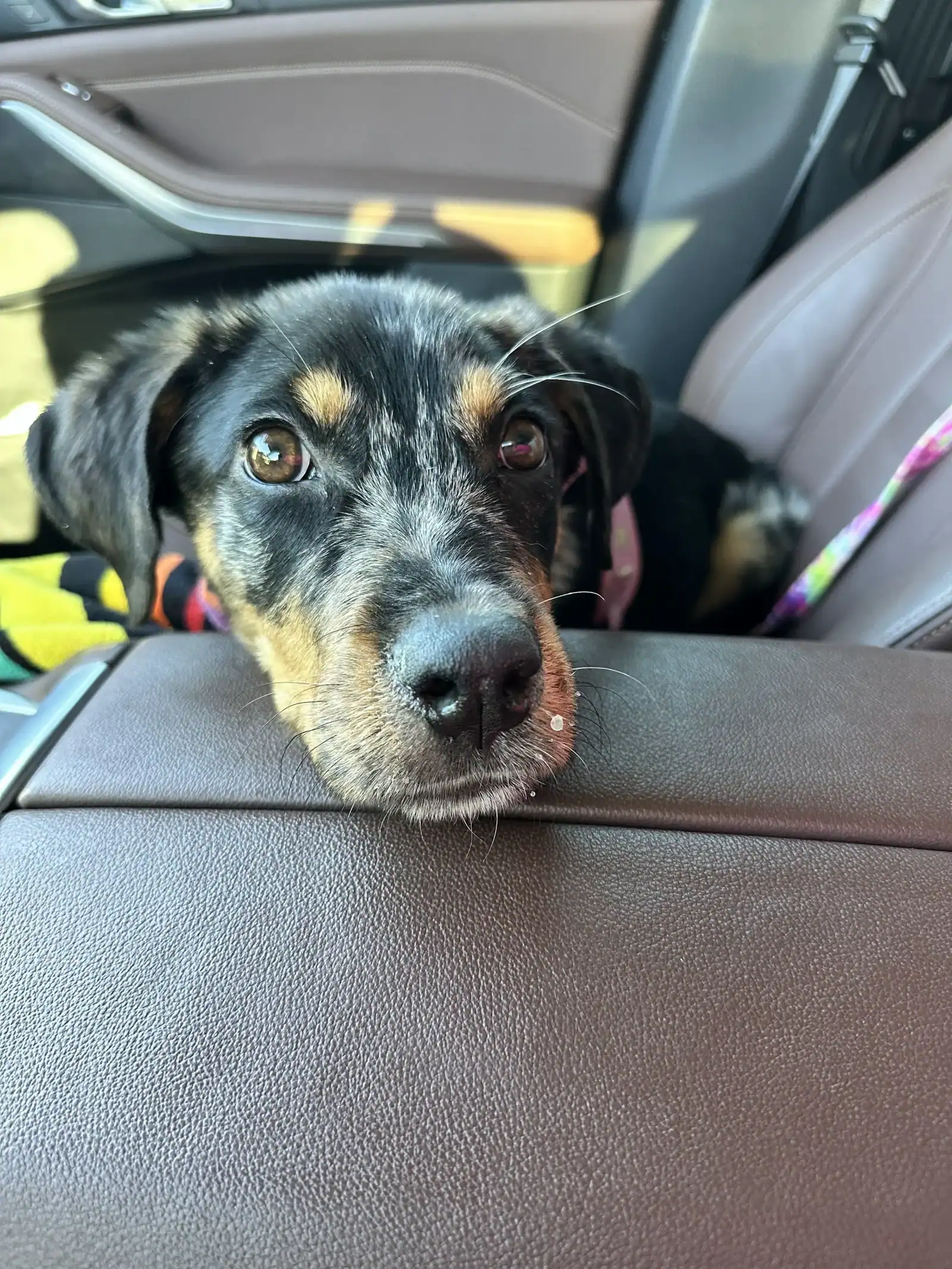 Gypsy - Australian Cattle Dog puppy