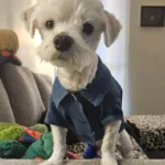 Benedict Cuddlebatch - 3yo Maltese