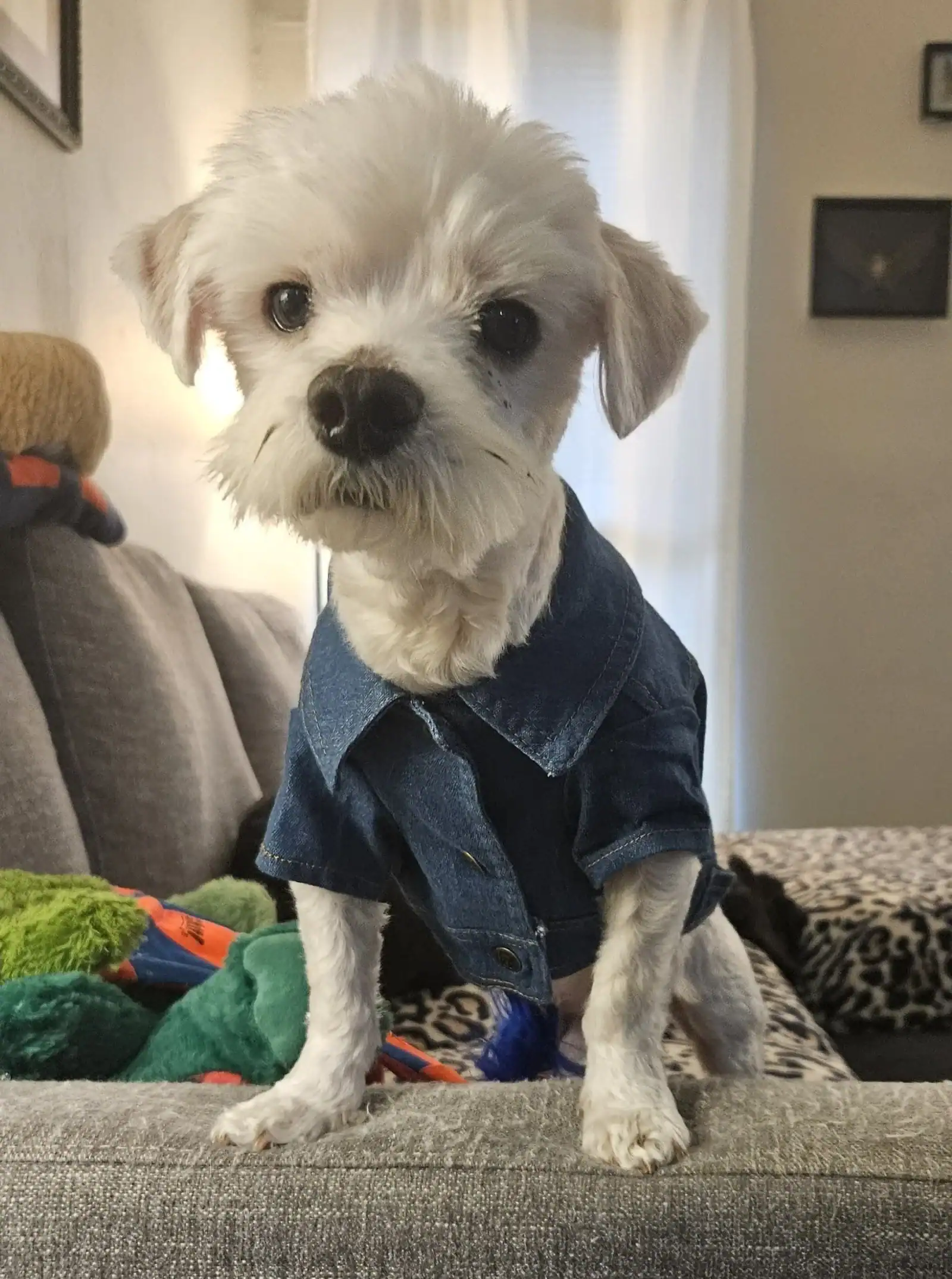 Benedict Cuddlebatch - 3yo Maltese