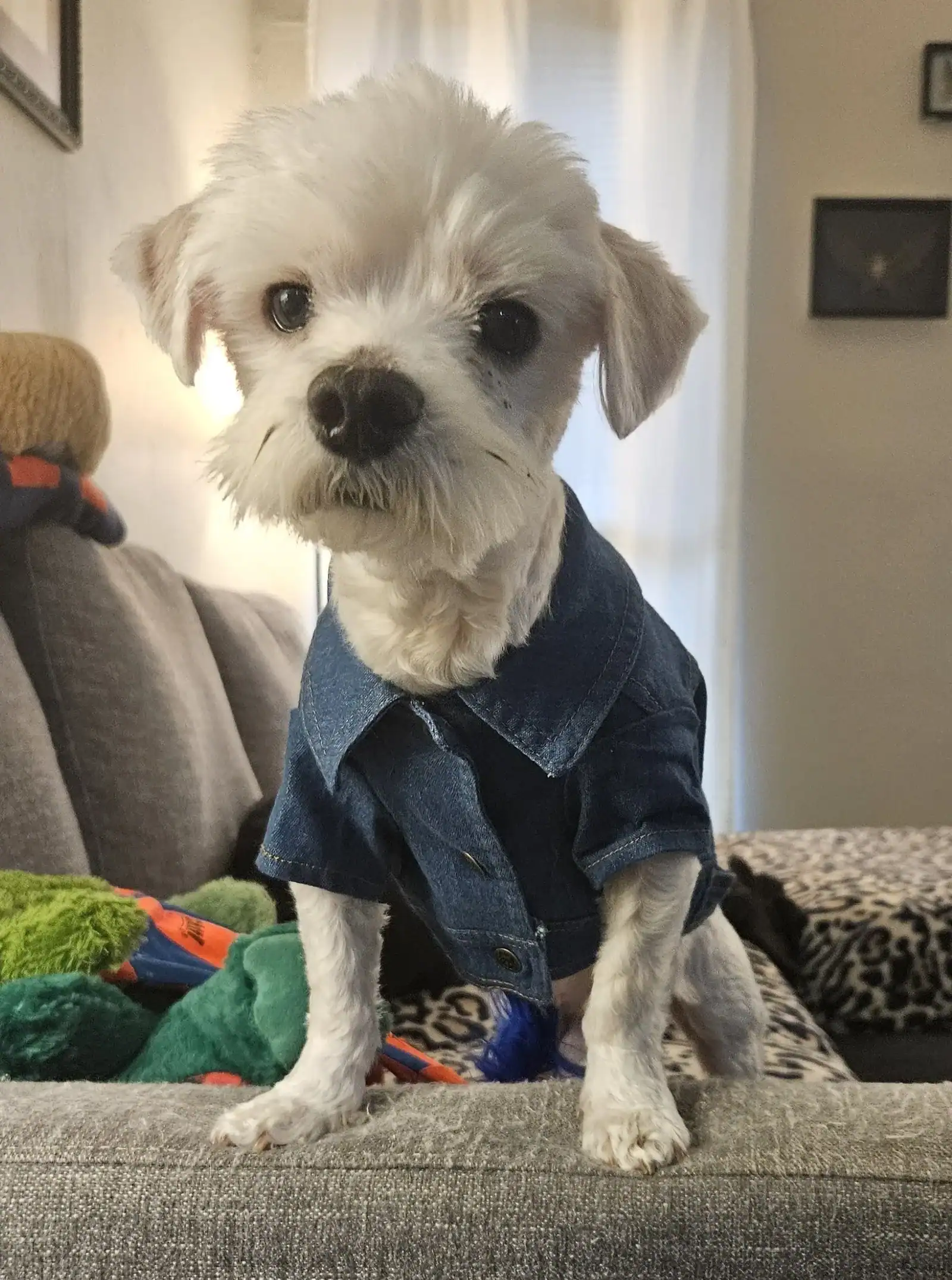 Benedict Cuddlebatch - 3yo Maltese
