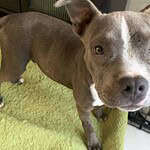 Pit/Small Breed Mix