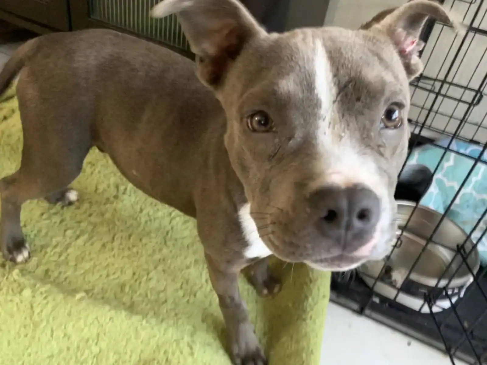 Pit/Small Breed Mix