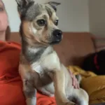 Professor Peter Von Nostrand 1yo Chi mi