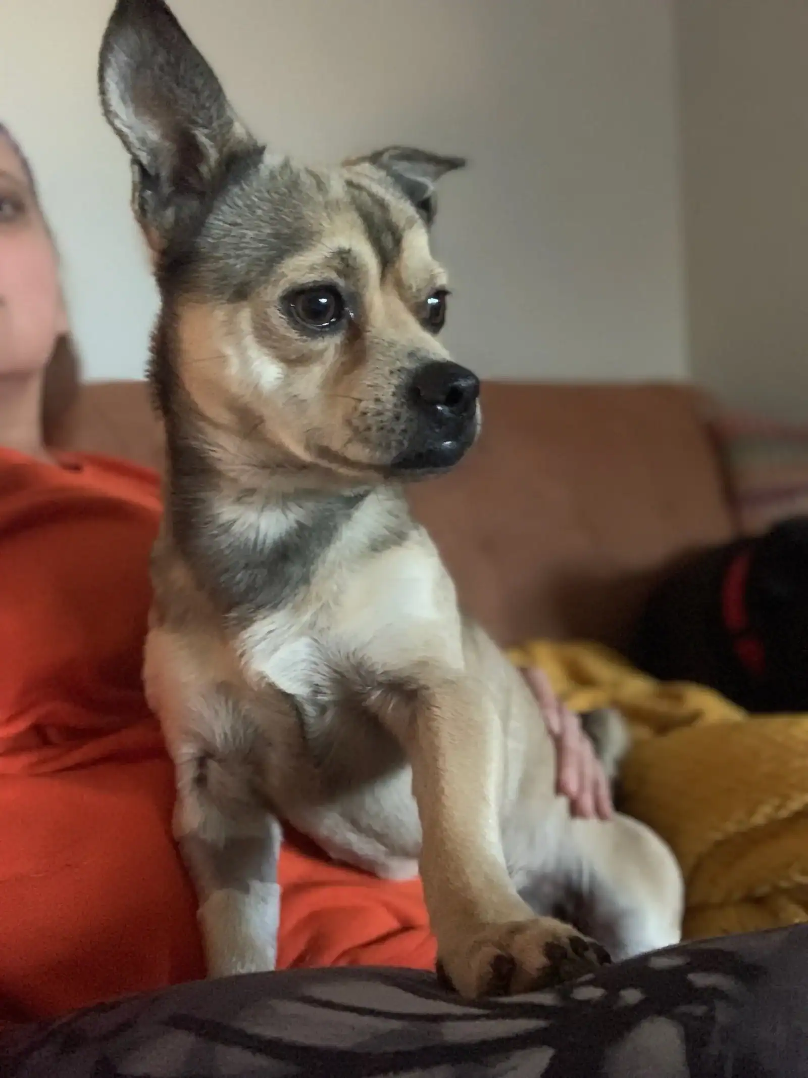 Professor Peter Von Nostrand 1yo Chi mi