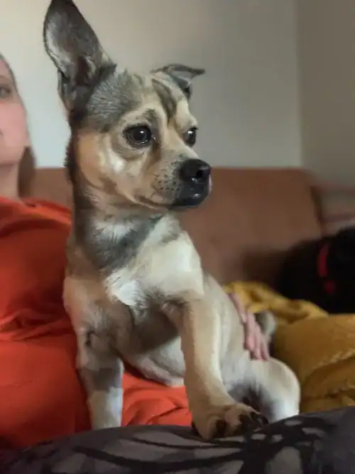 Professor Peter Von Nostrand 1yo Chi mi