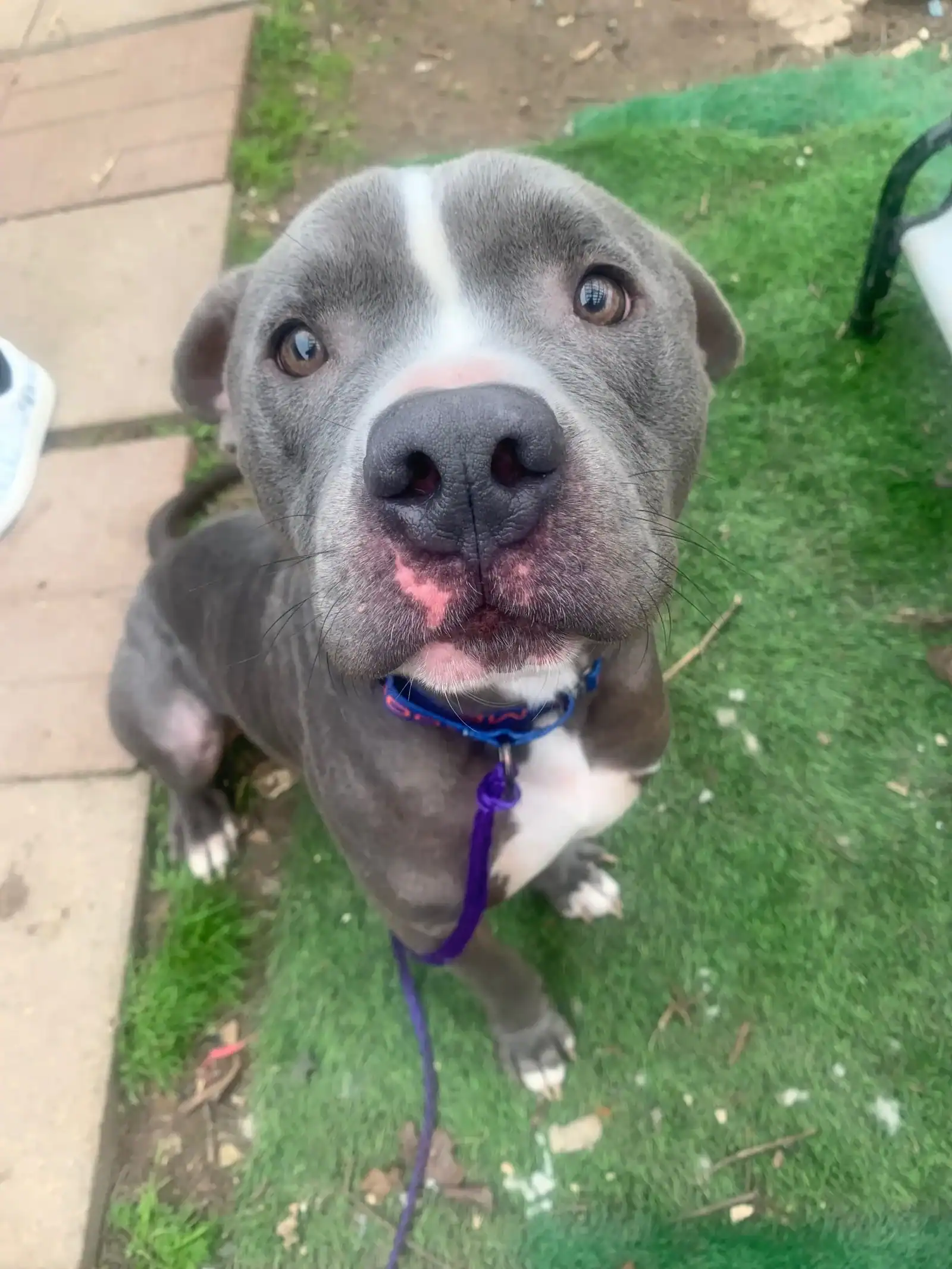 Saint - 3yo pitbull