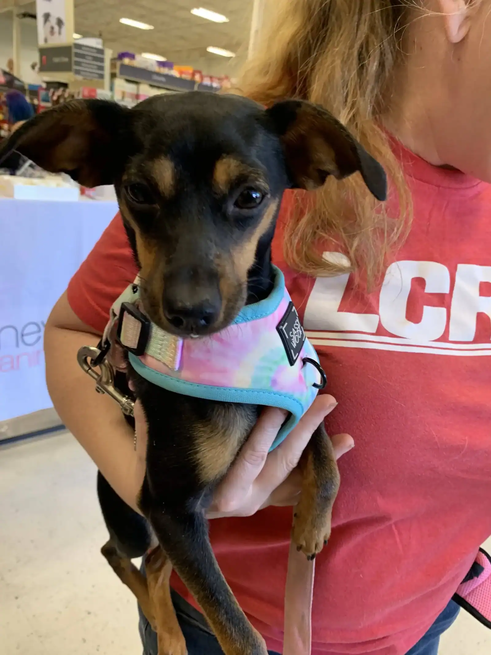 Rescue WeezieAdopted New Hope Animal Rescue, Austin TX