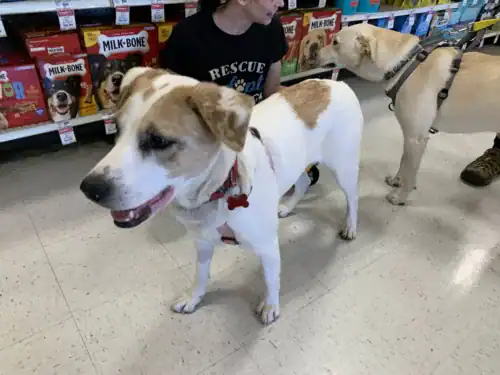 1yo Taylor Sniff - Anatolain Mix