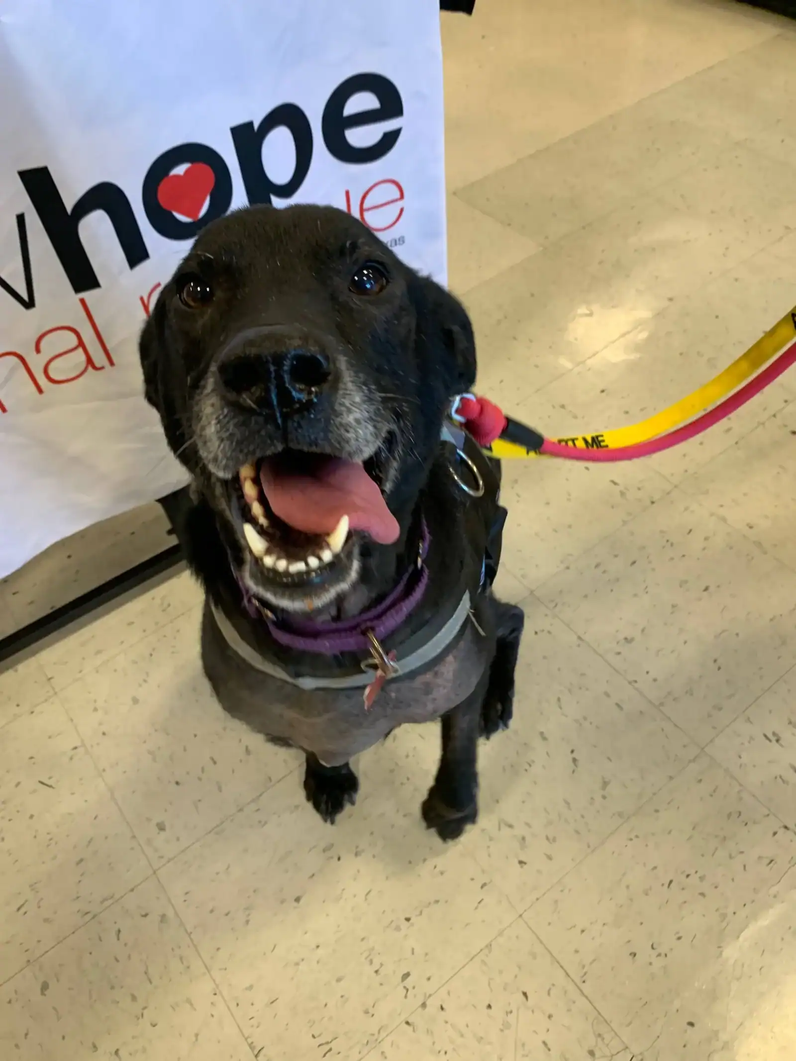 1yo Black Lab mix