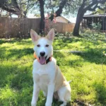 Husky/Heeler Mix
