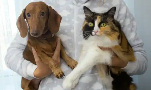 weener and cat