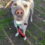Twiggy-Adopted