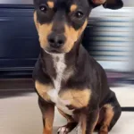 Mr Beans - Min Pin Mix