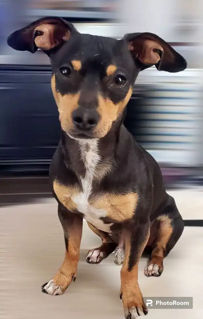 Mr Beans - Min Pin Mix