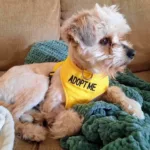 Gavin 2yo Miniature Poodle mix