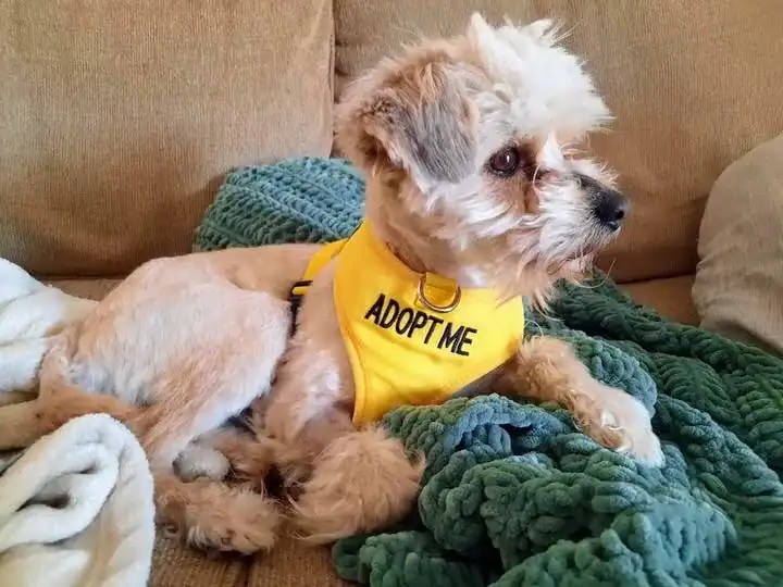 Gavin 2yo Miniature Poodle mix