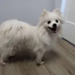 1yo Pomeranian