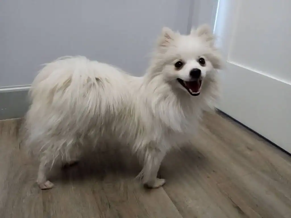 1yo Pomeranian
