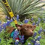 Big Red Chihuahua mix