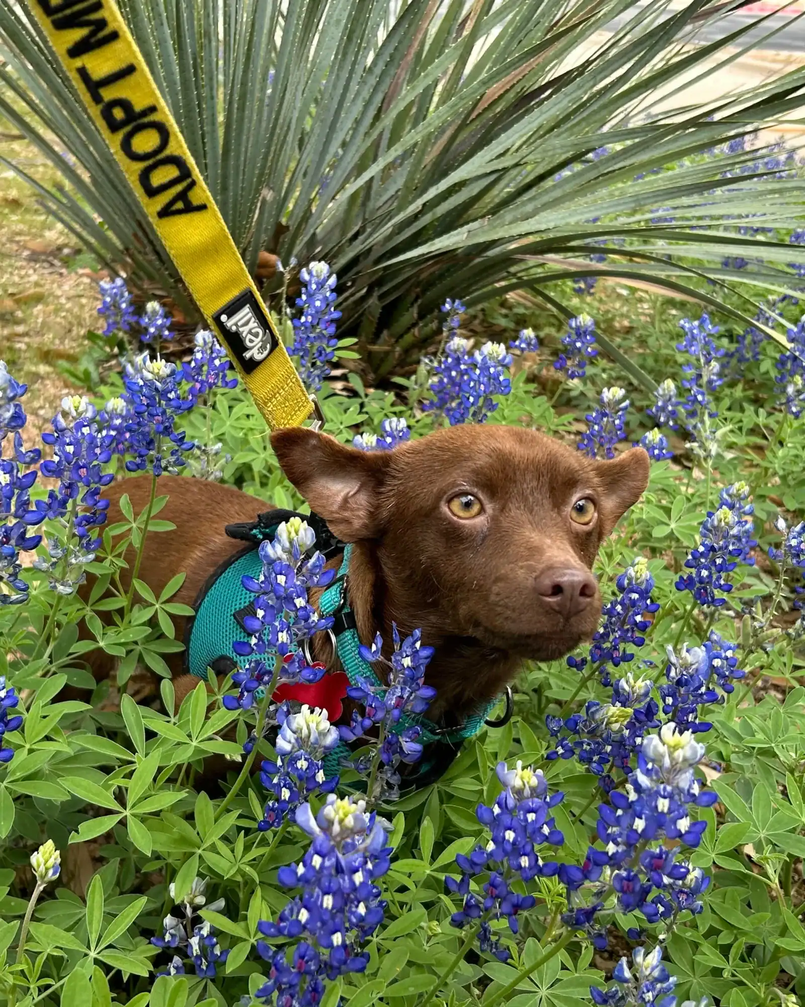 Big Red Chihuahua mix