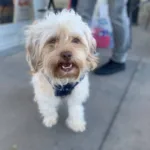 2yo Terrier Mixed Breed