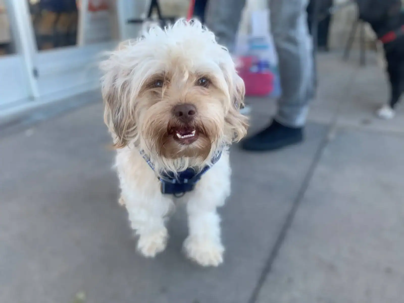 Rescue Moochie Adopted New Hope Animal Rescue, Austin TX