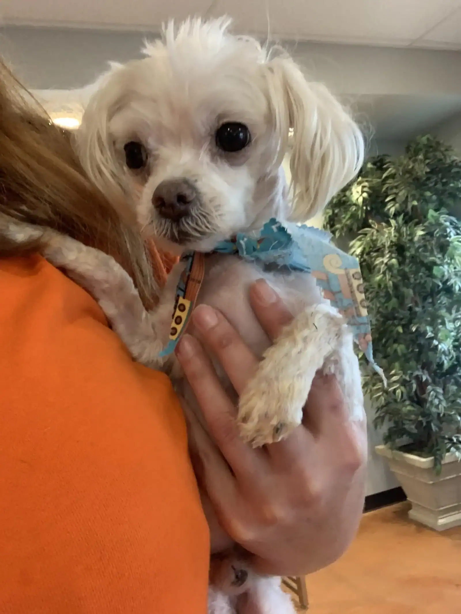 4yo Maltese