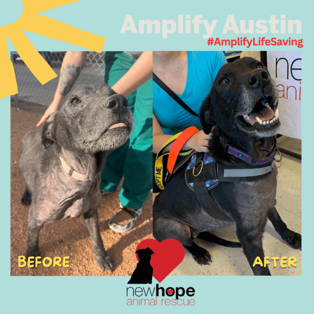 Kokomo’s Rescue Journey – The Impact of Donors, Fosters and Love
