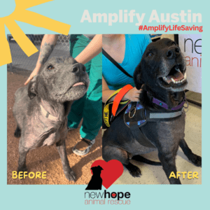 Kokomo's story and AmplifyAustin2024