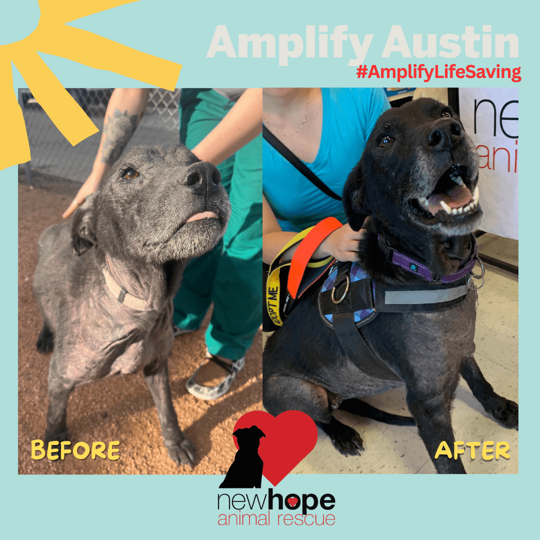Kokomo's story and AmplifyAustin2024