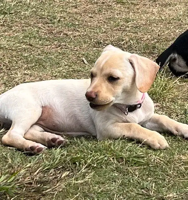 Chi/Dachshund mix 3 months old
